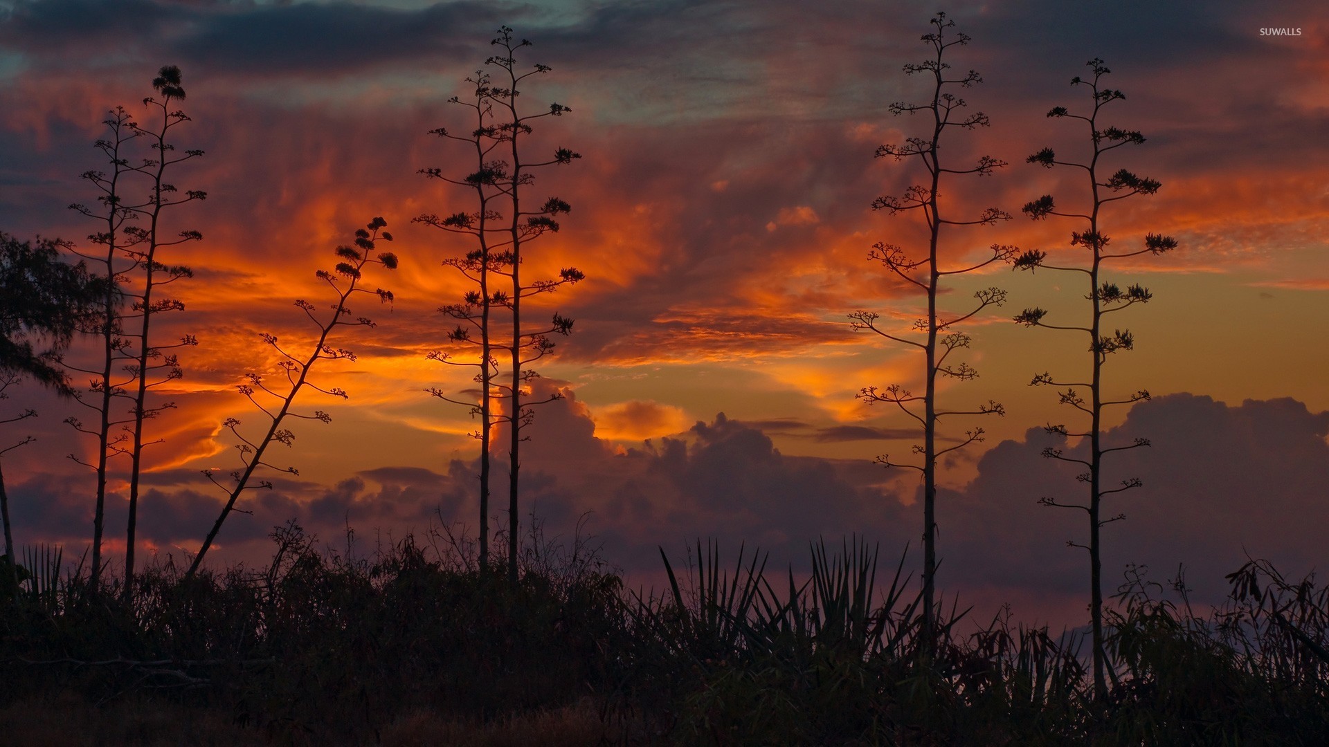 Sunset - HD Wallpaper 