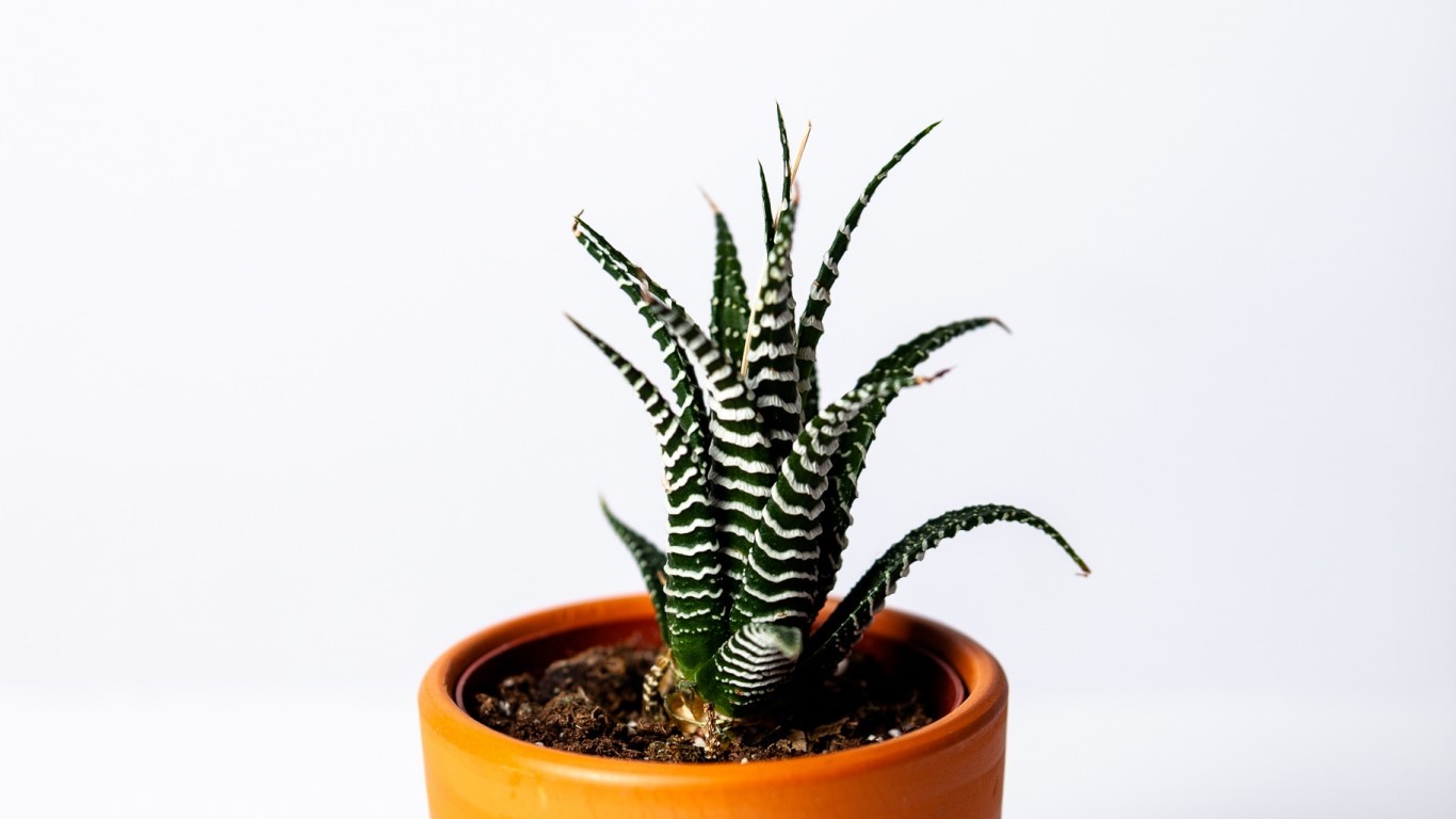 Cactus, Pot, Houseplant, Succulent - Cactus - HD Wallpaper 