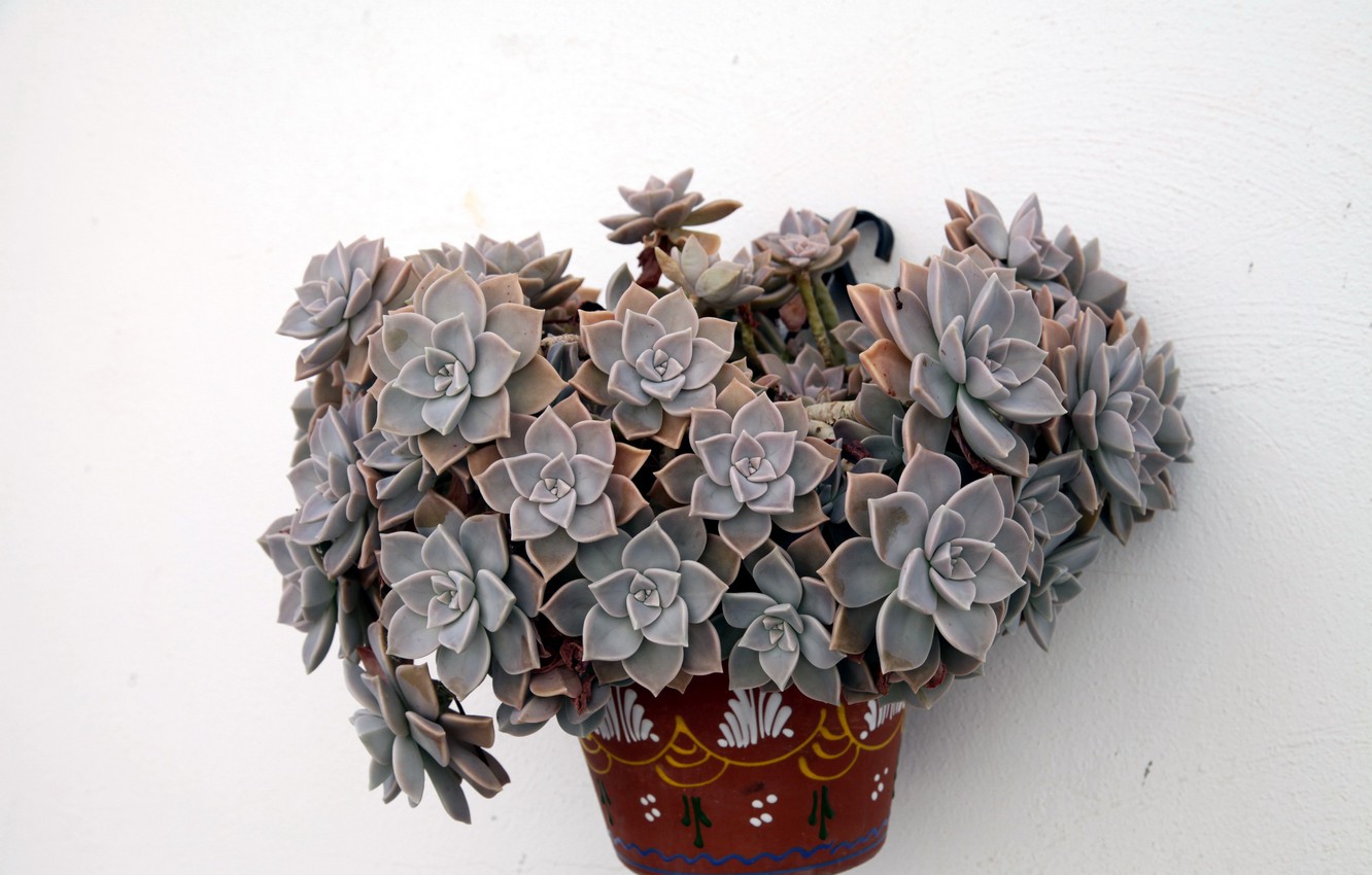 Photo Wallpaper Pot, Cacti, Succulents - White Mexican Rose - HD Wallpaper 