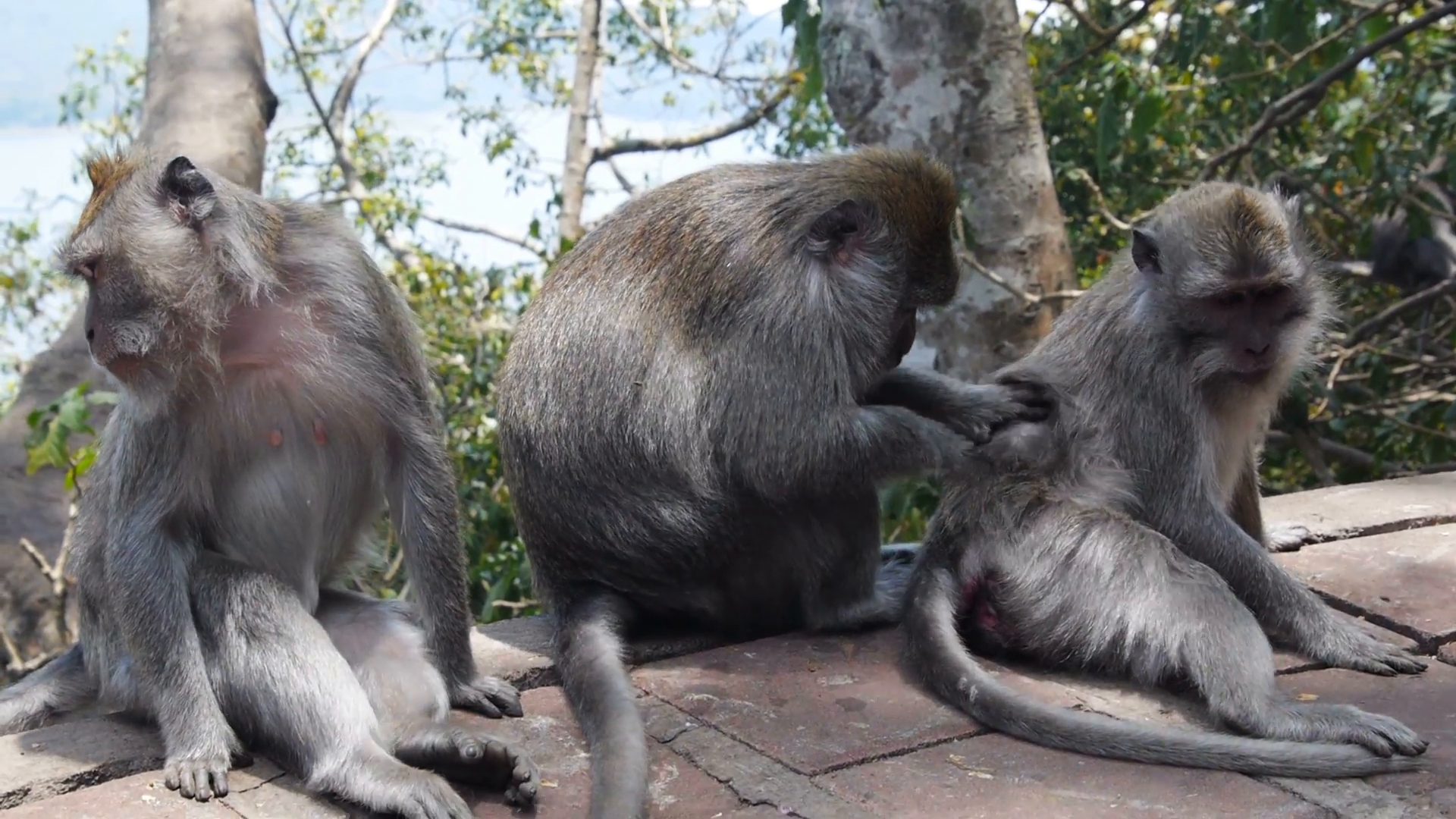 Funny Of Three Animal - HD Wallpaper 