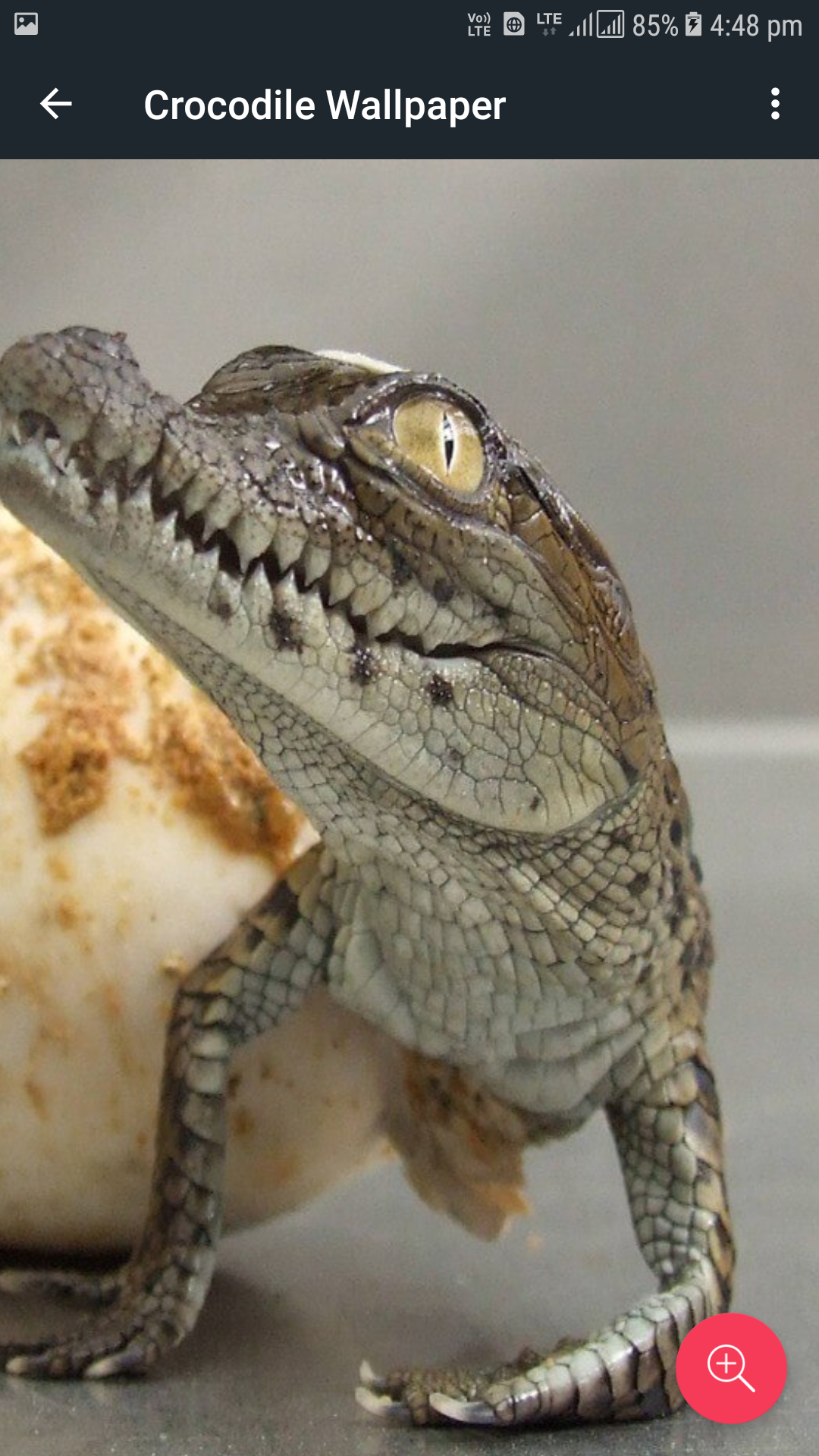 Baby Alligator Hatching From Egg - HD Wallpaper 