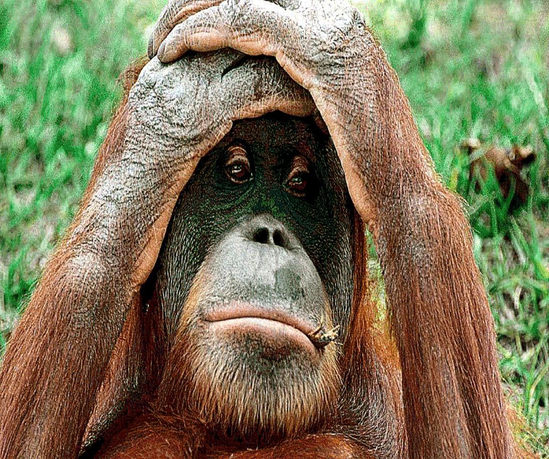 Funny Expression Three Monkey Wallpaper Funny Animal - Animal Hd Pictures Funny - 1088x911 Wallpaper Funny Expression Three Monkey Wallpaper Funny Animal - Animal Hd Pictures Funny - 1088x911 Wallpaper