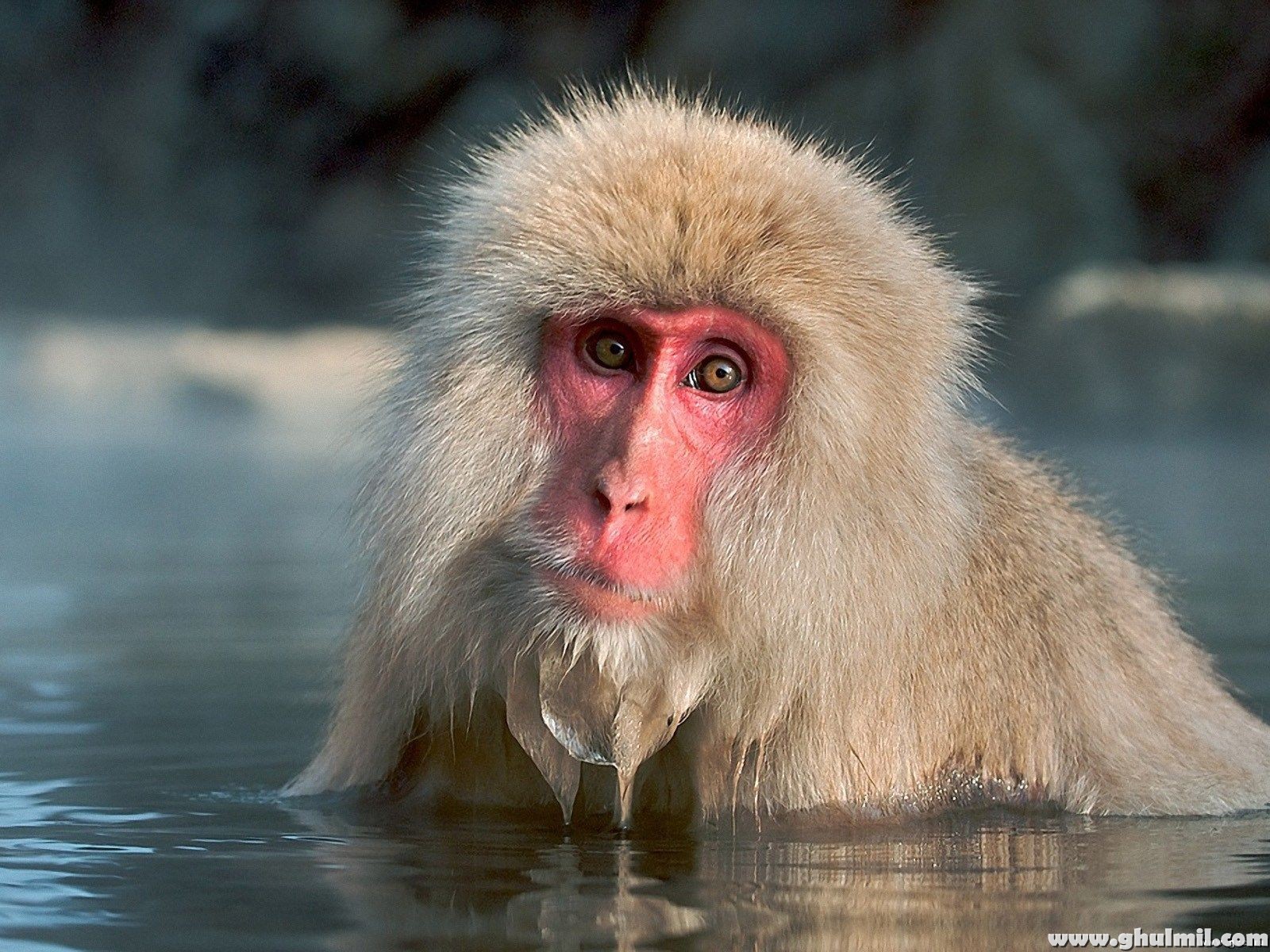 Japanese Macaque Hd - HD Wallpaper 