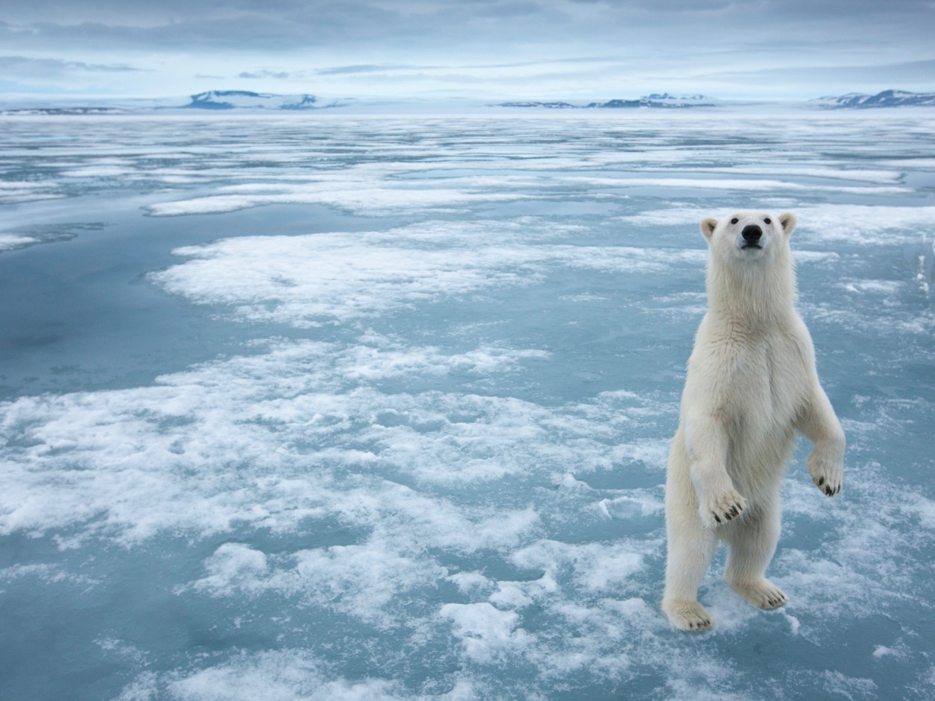 Polar Bear Standing On Ice - HD Wallpaper 