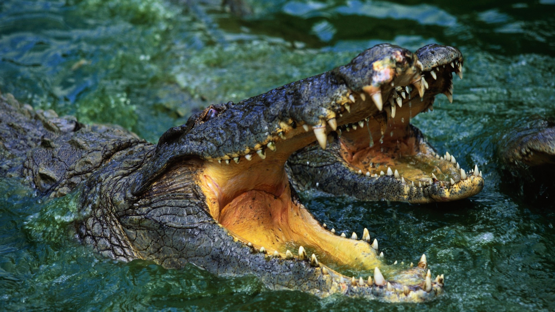 Crocodile Wallpapers - Crocodile Wallpaper Hd - HD Wallpaper 