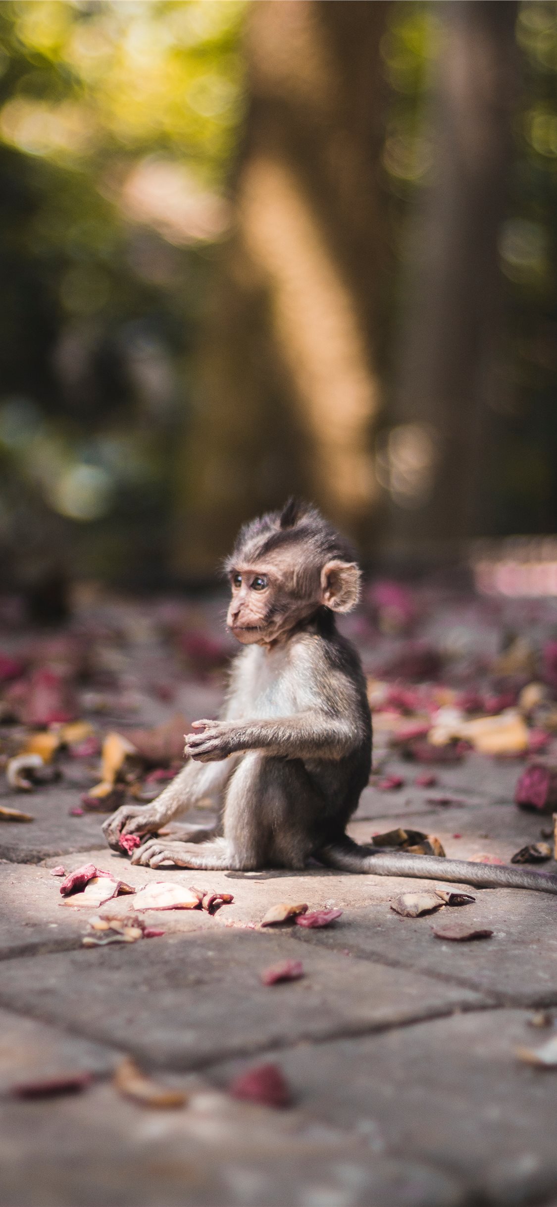 Baby Monkey - HD Wallpaper 