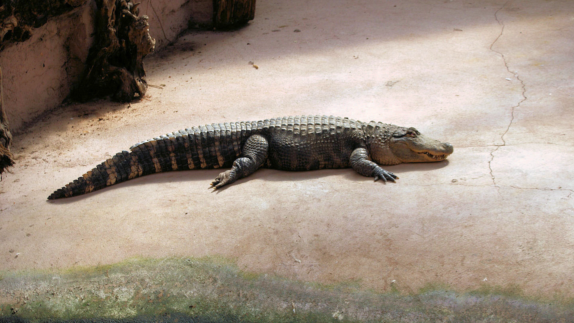 Alligator Listcrawler Phoenix
