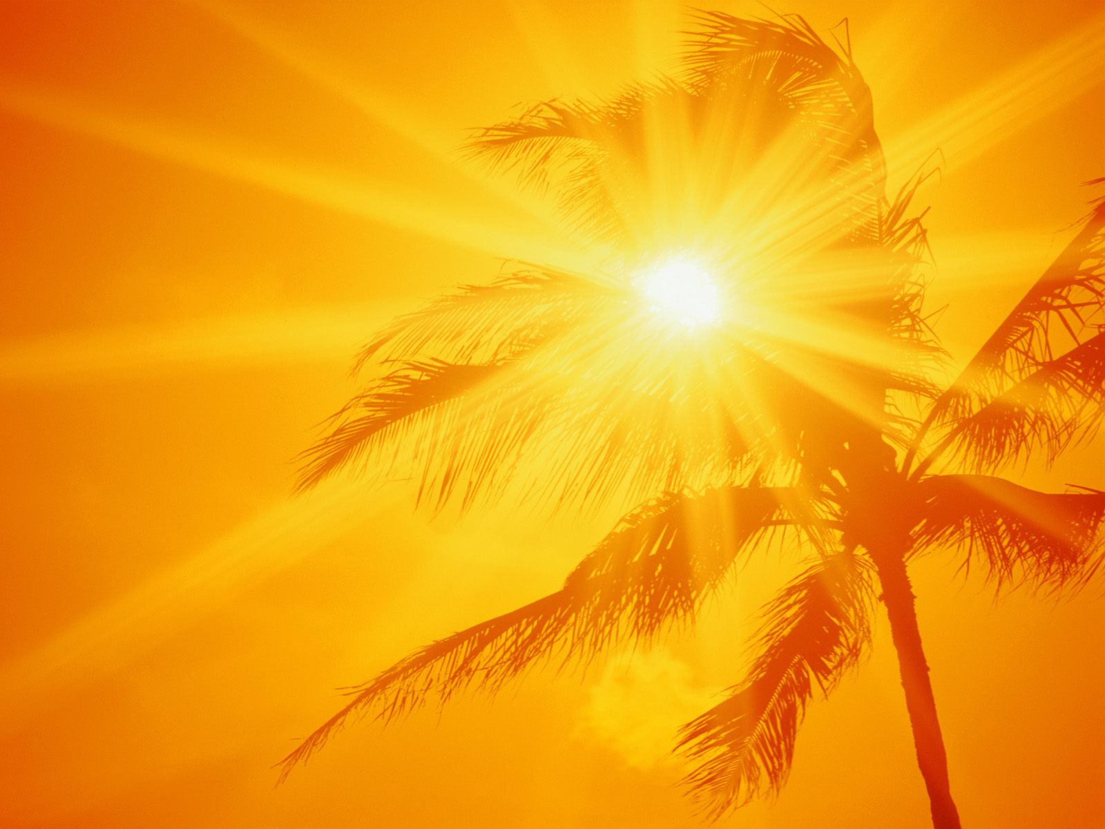 Ala Moana Beach Park Oahu Hawaii - Yellow Wallpaper Sun - HD Wallpaper 