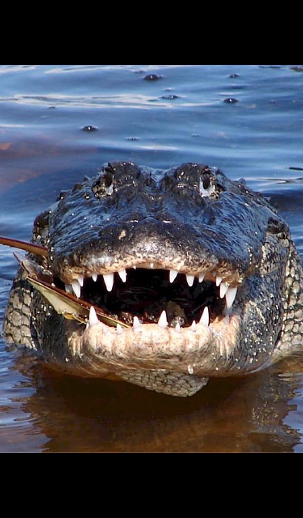 Alligator Vs Crocodile - HD Wallpaper 