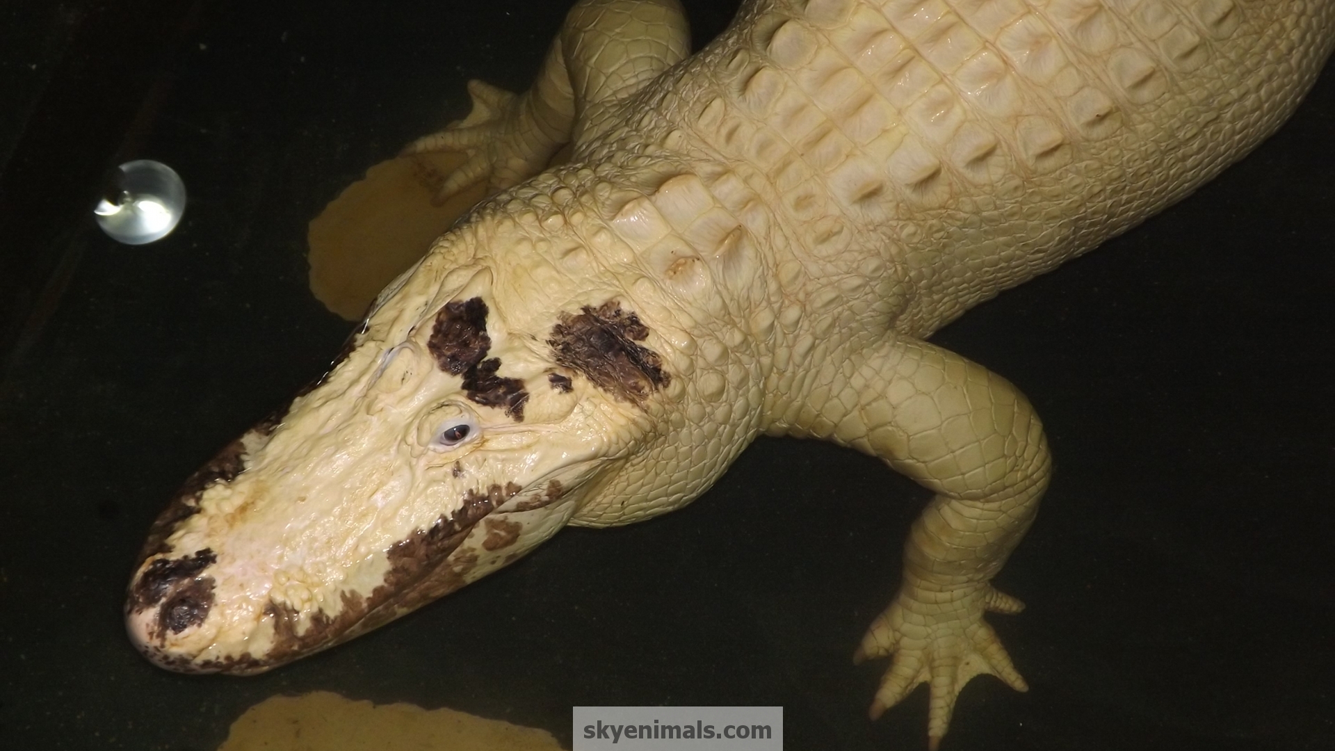 American Crocodile - HD Wallpaper 