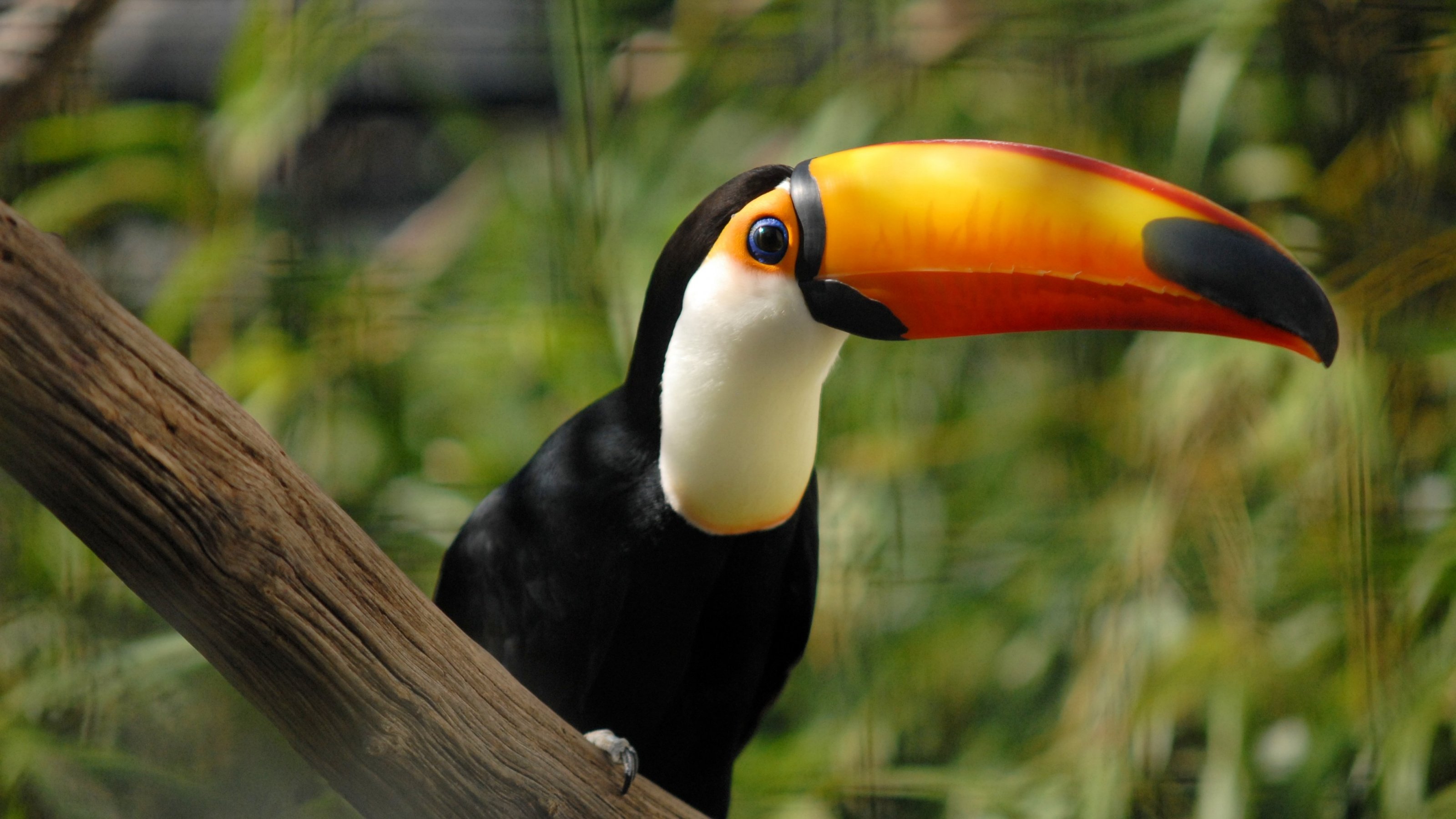Toucan Parrot Wallpaper - Different Types Of Birds In The World - HD Wallpaper 