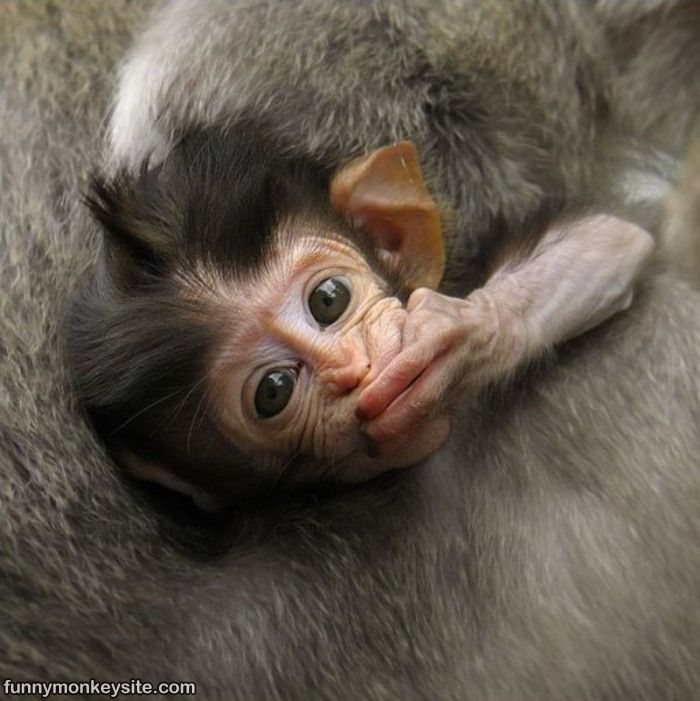 Funny Monkey Pictures,funny Monkey Sayings - Funny Monkey Kiss Gif - HD Wallpaper 