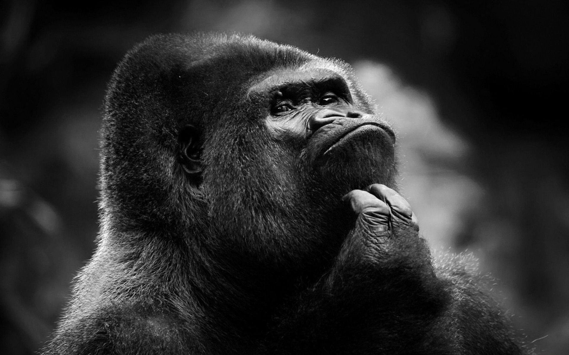 Black And White Monkey - HD Wallpaper 