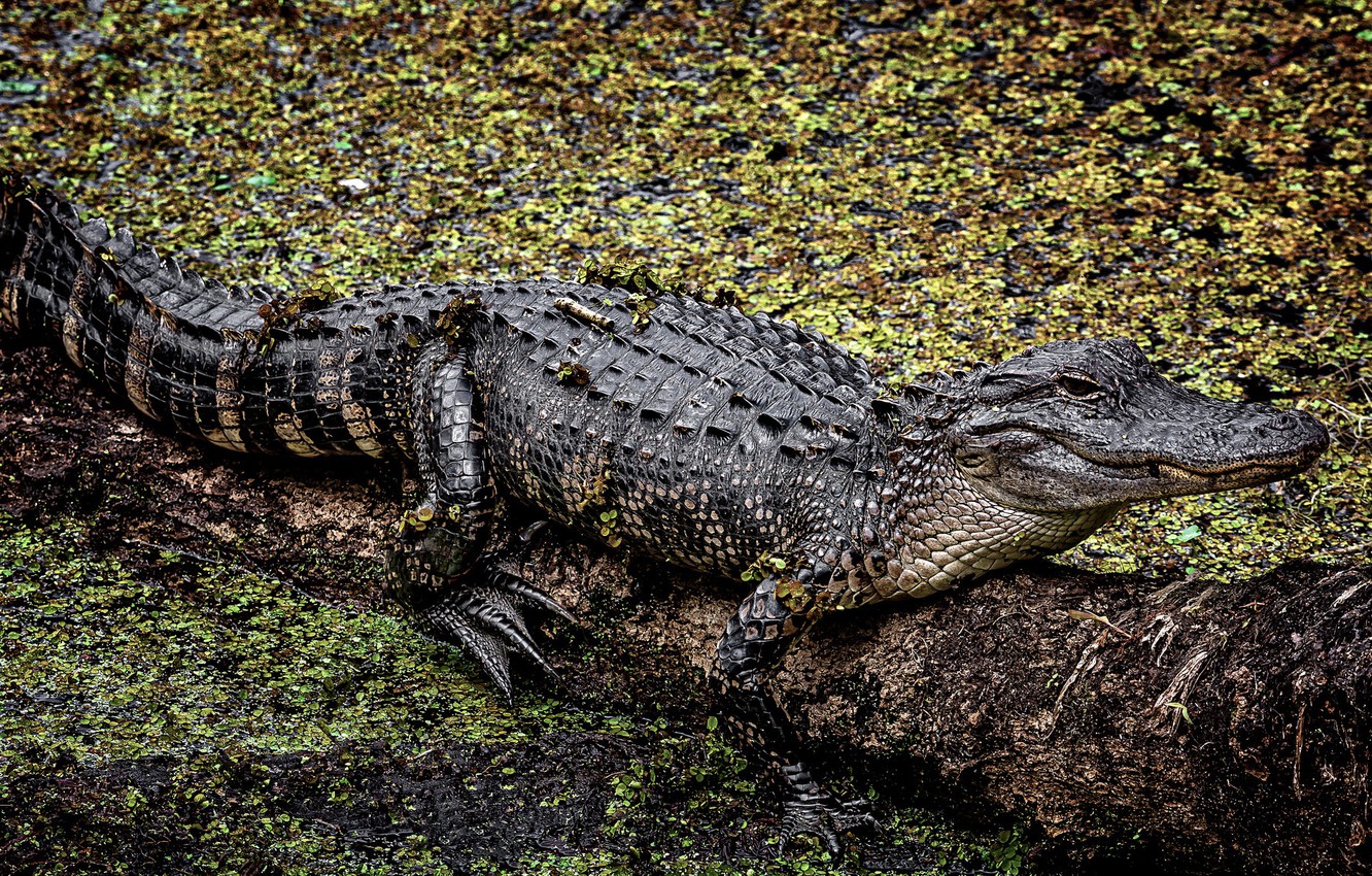 Photo Wallpaper Background, American, Alligator - American Crocodile - HD Wallpaper 
