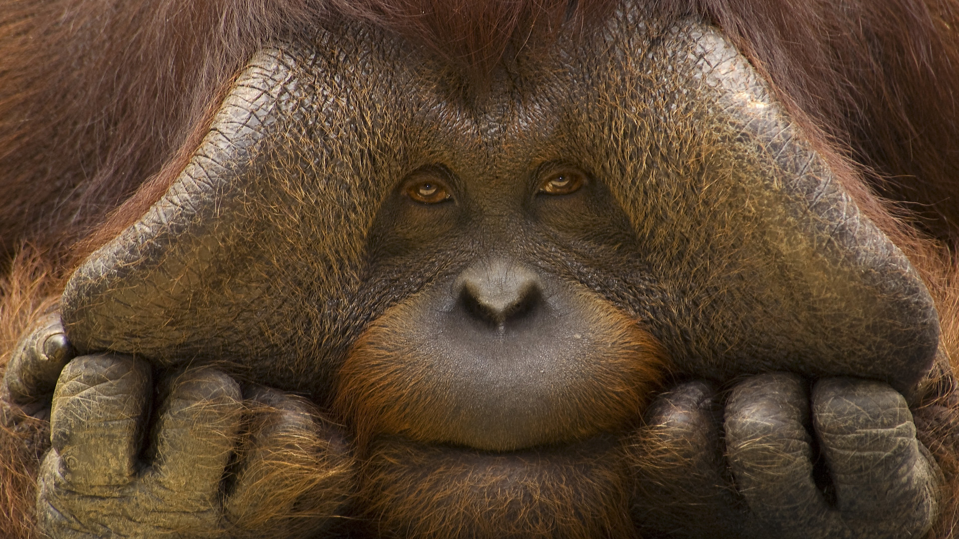 Animals Nice Funny Monkey Picture Free High Quality - Big Monkey Face -  1920x1080 Wallpaper 