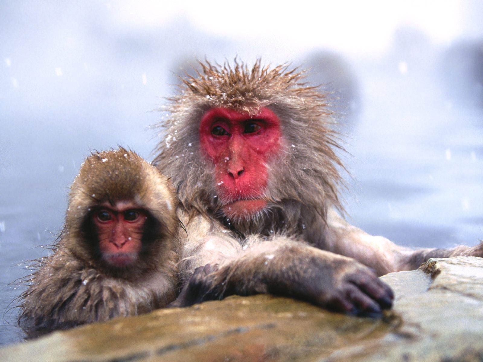 Free Snow Monkey Wallpaper Wallpapers Download - Arctic Monkey The Animal - HD Wallpaper 