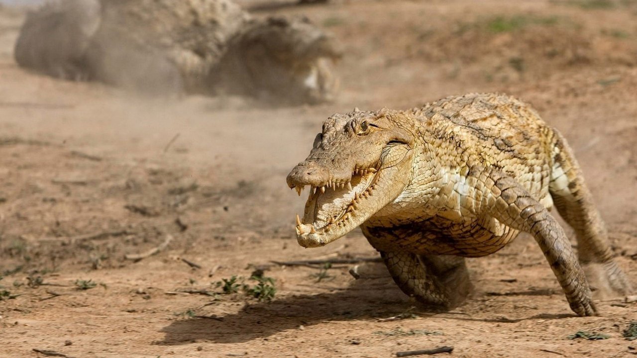 Running Alligator - HD Wallpaper 