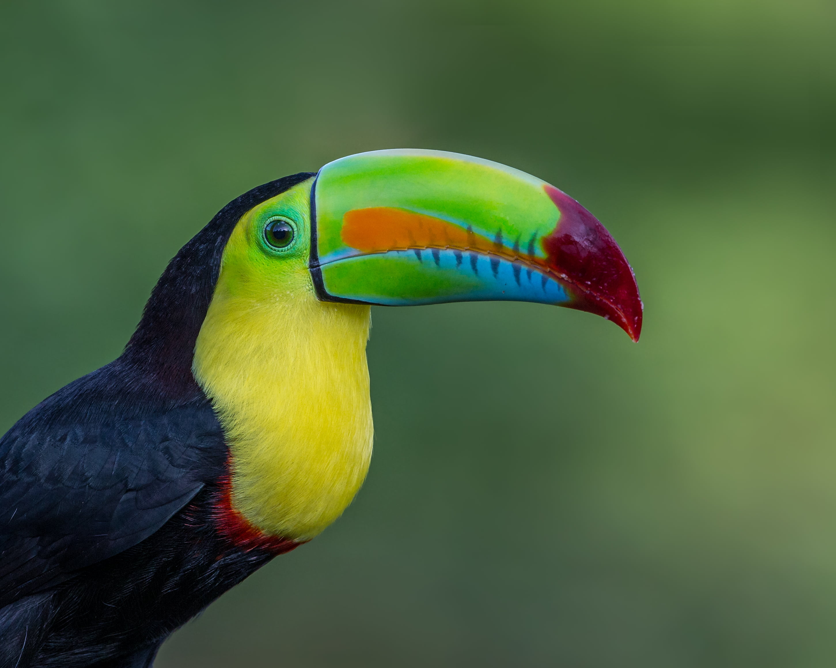 Toucan South American Birds - HD Wallpaper 