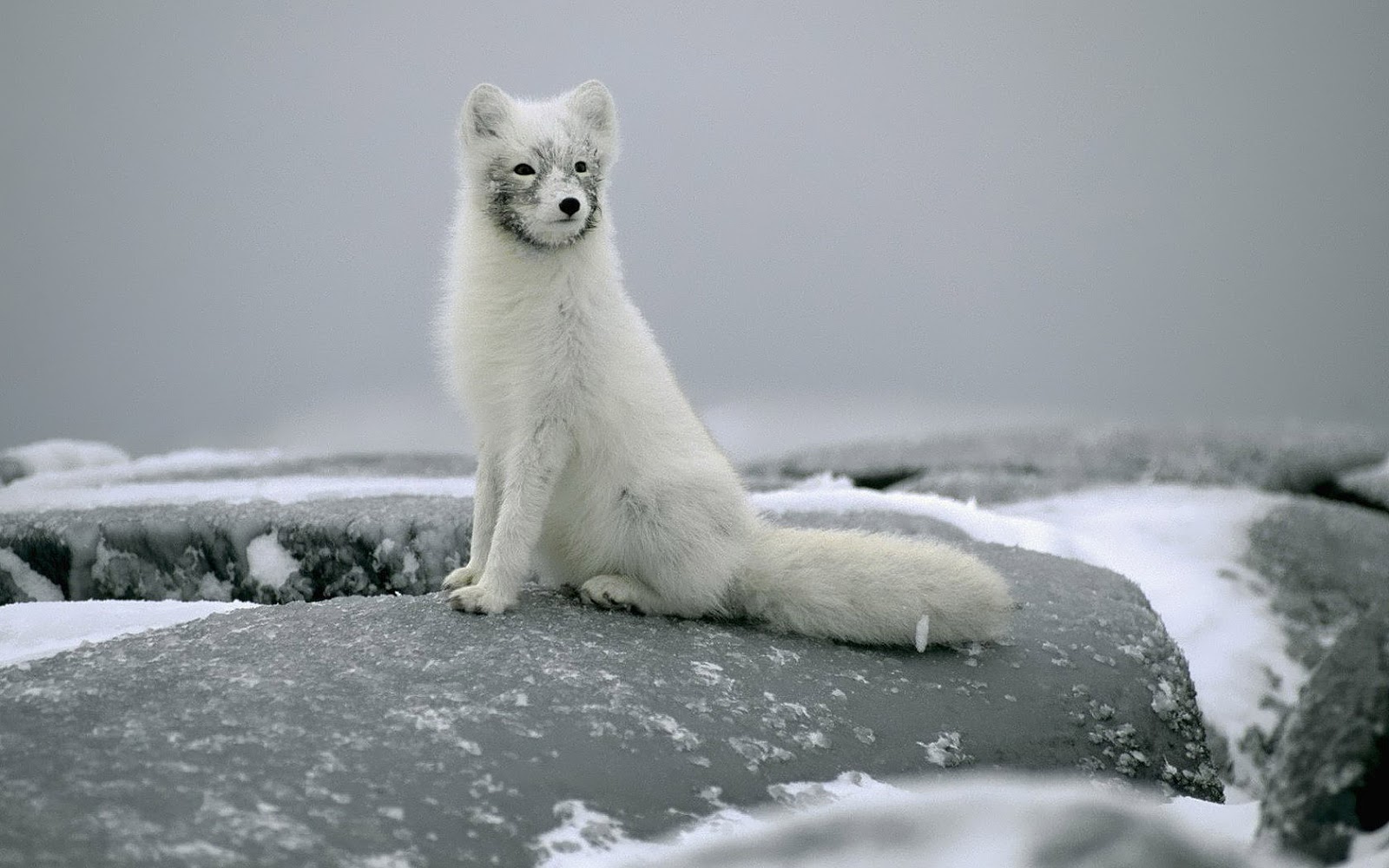 Arctic Fox Beautiful - HD Wallpaper 