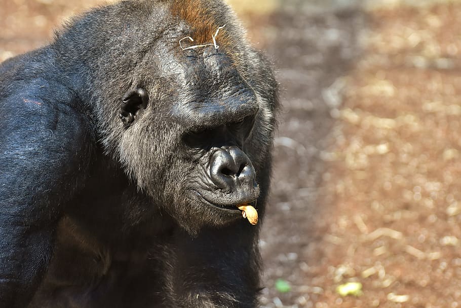 Gorilla, Monkey, Funny, Animal, Zoo, Furry, Omnivore, - Western Lowland Gorilla - HD Wallpaper 