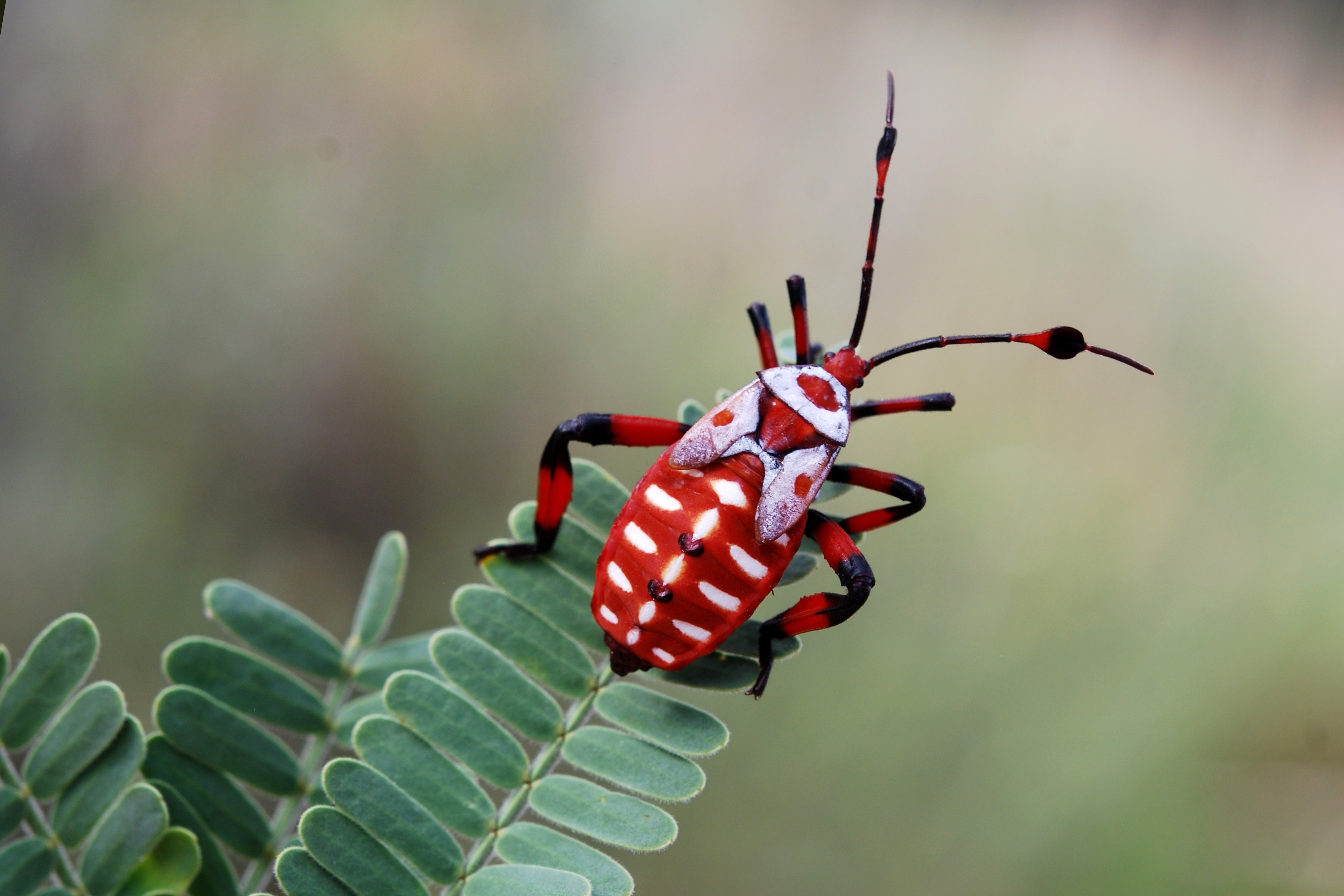 Red Bugs - HD Wallpaper 