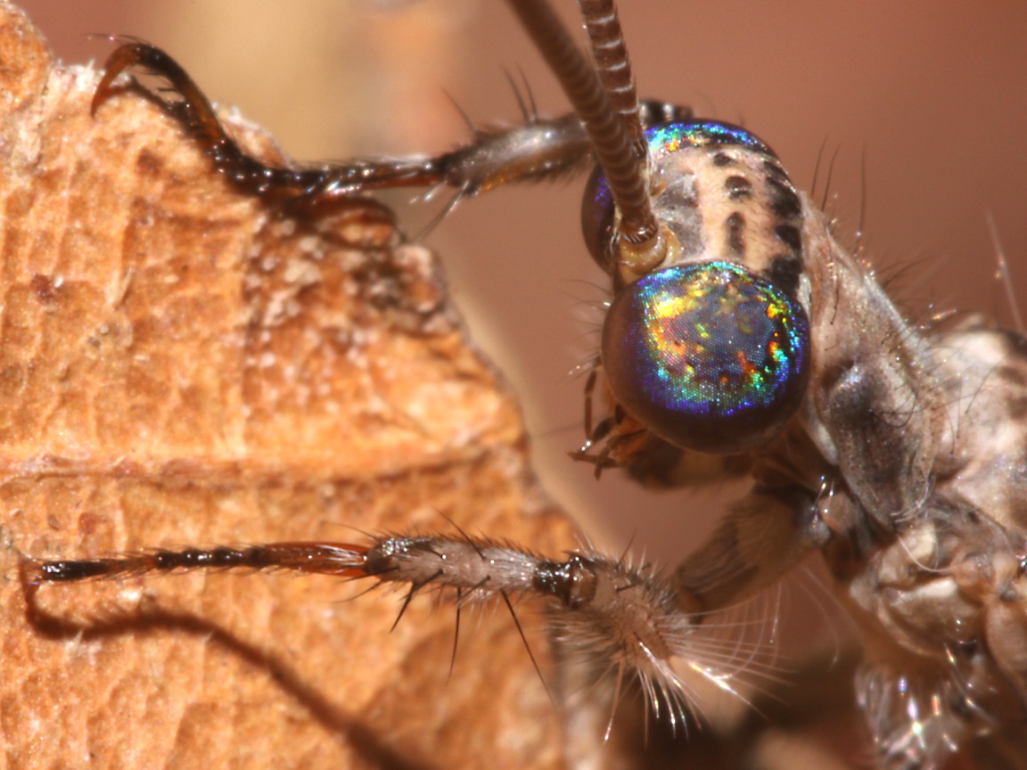 Macro Photography - HD Wallpaper 