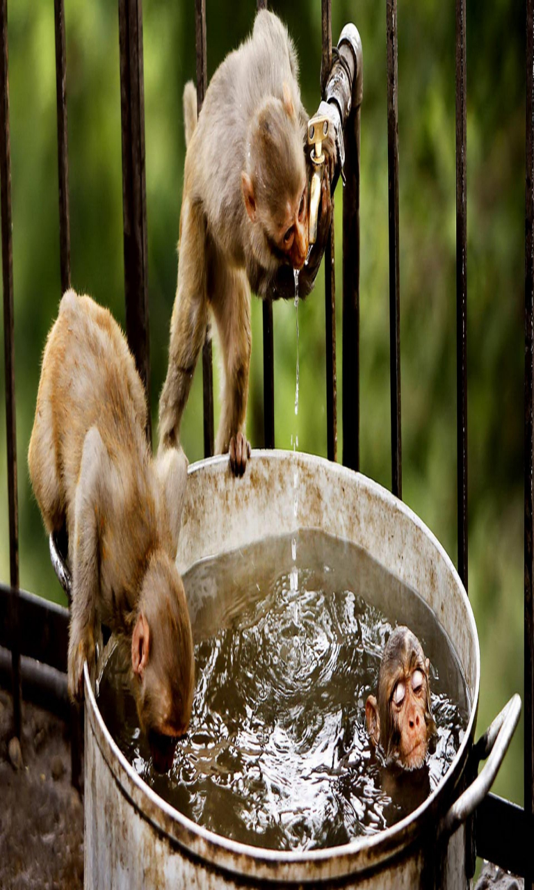 Monkey Fun In Water - HD Wallpaper 
