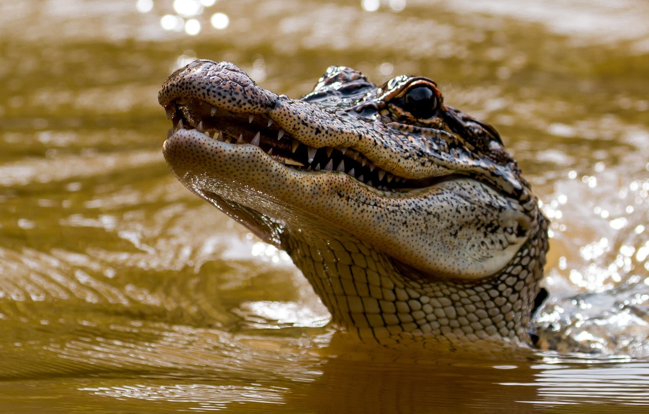 Photo Wallpaper Face, Water, Head, Crocodile, Teeth, - Crocodile On Water Face - HD Wallpaper 