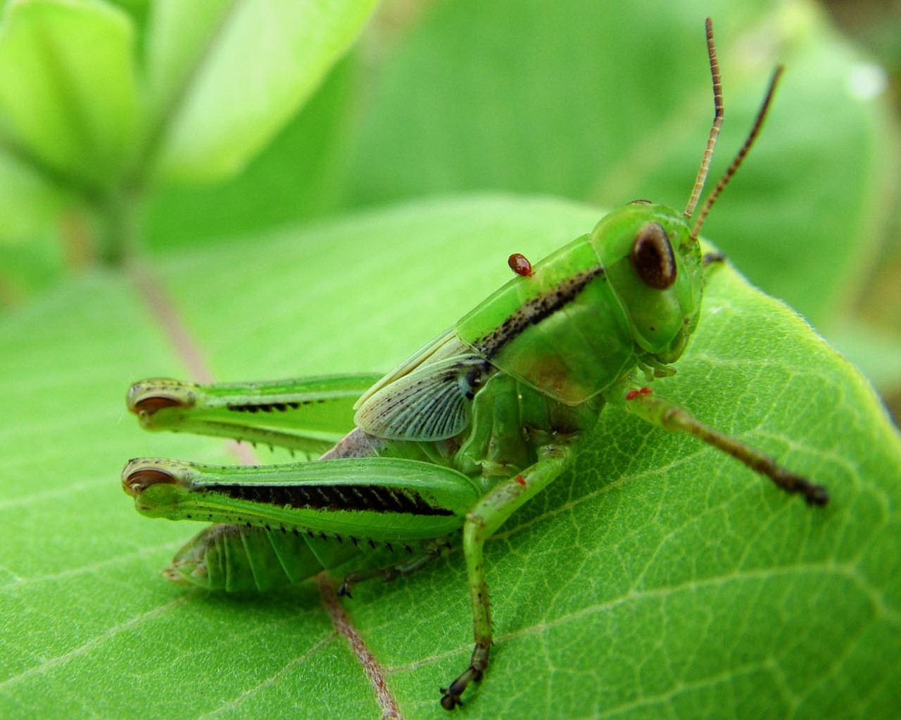 Green Bugs Wallpaper - Cricket Insect - HD Wallpaper 