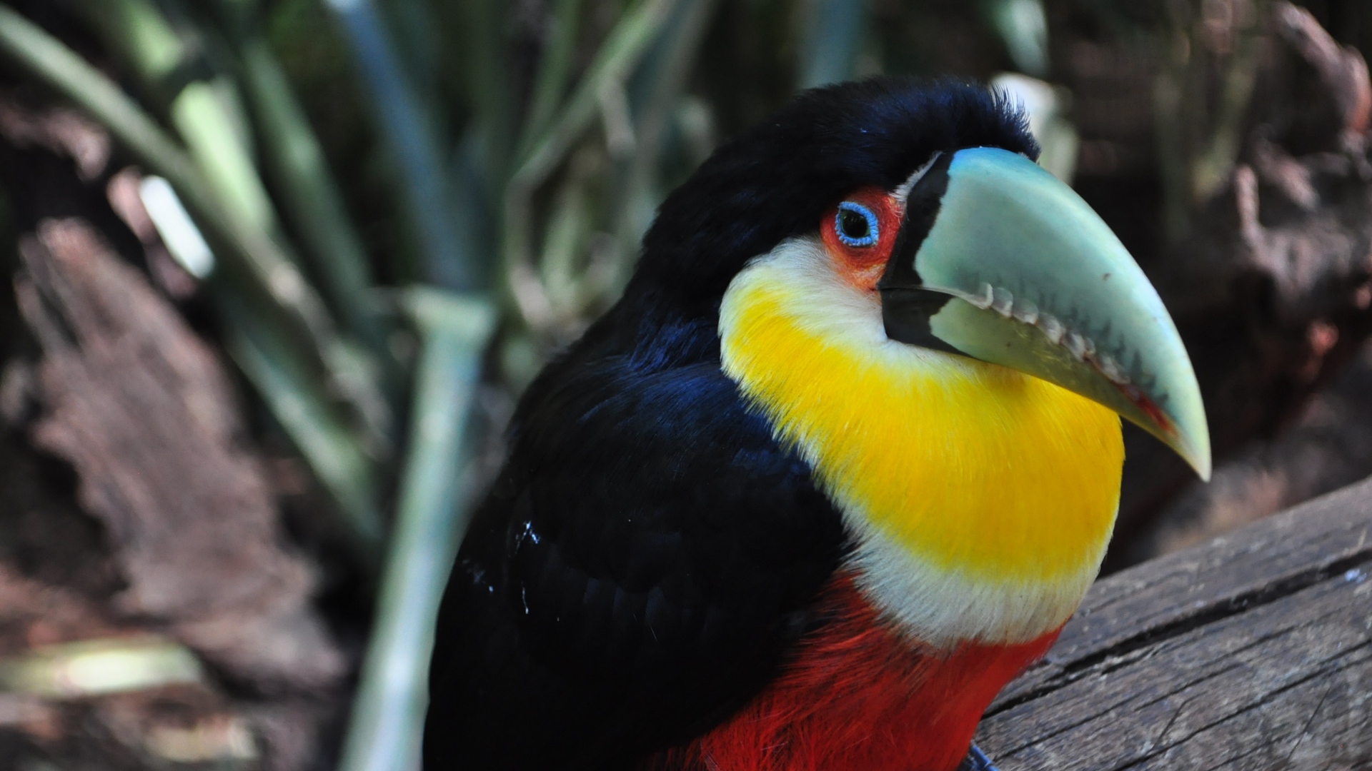 Wallpaper Toucan, Bird, Colorful, Beak - Yellow And Black Toucan - HD Wallpaper 