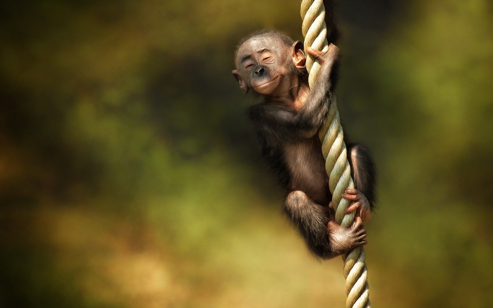 Cute Monkey Wallpaper Hd - HD Wallpaper 