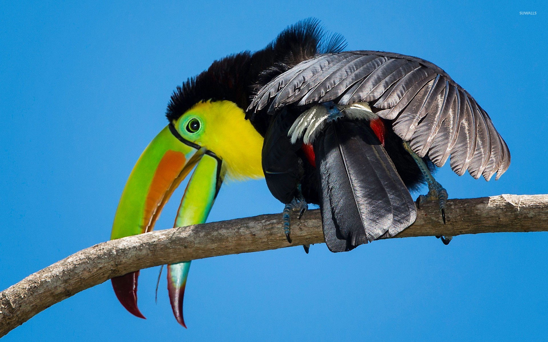 Toucan - HD Wallpaper 