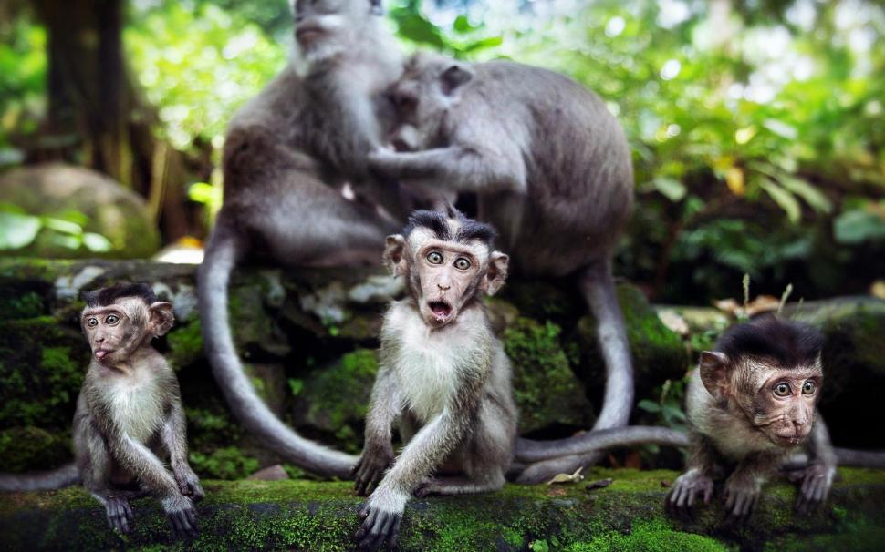 Funny 3 Monkeys Wallpaper,1920x1200 Hd Wallpaper,1920x1200 - Monkey Backgrounds - HD Wallpaper 