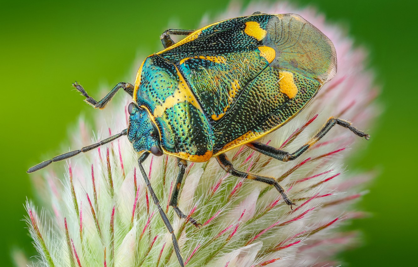 Photo Wallpaper Macro, Green, Background, Plant, Beetle, - Shield Bugs - HD Wallpaper 