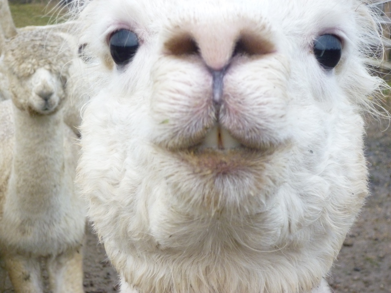 Alpaca Funny - 1280x960 Wallpaper Alpaca Funny - 1280x960 Wallpaper
