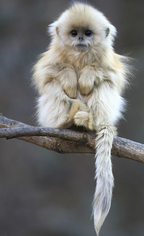 Golden Snub Nosed Monkey Baby - HD Wallpaper 