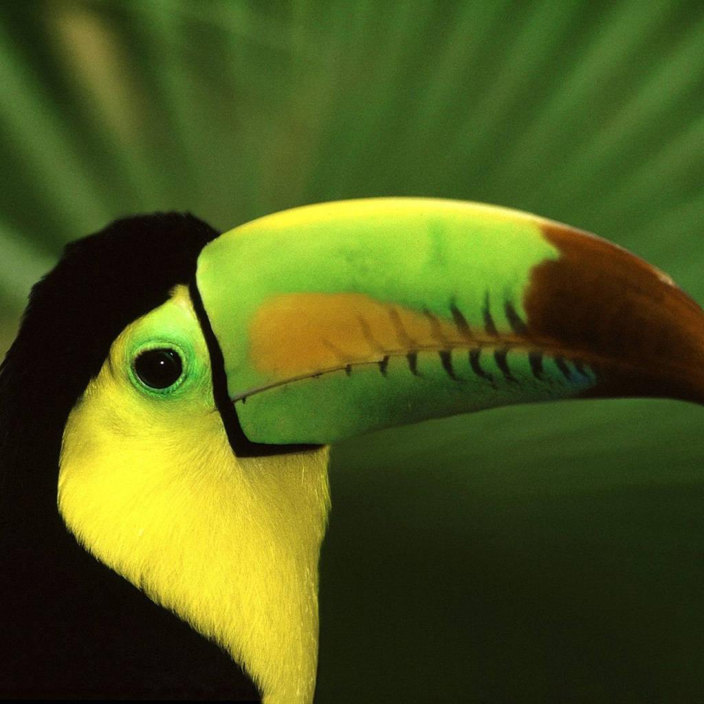 Keel Billed Toucan - HD Wallpaper 