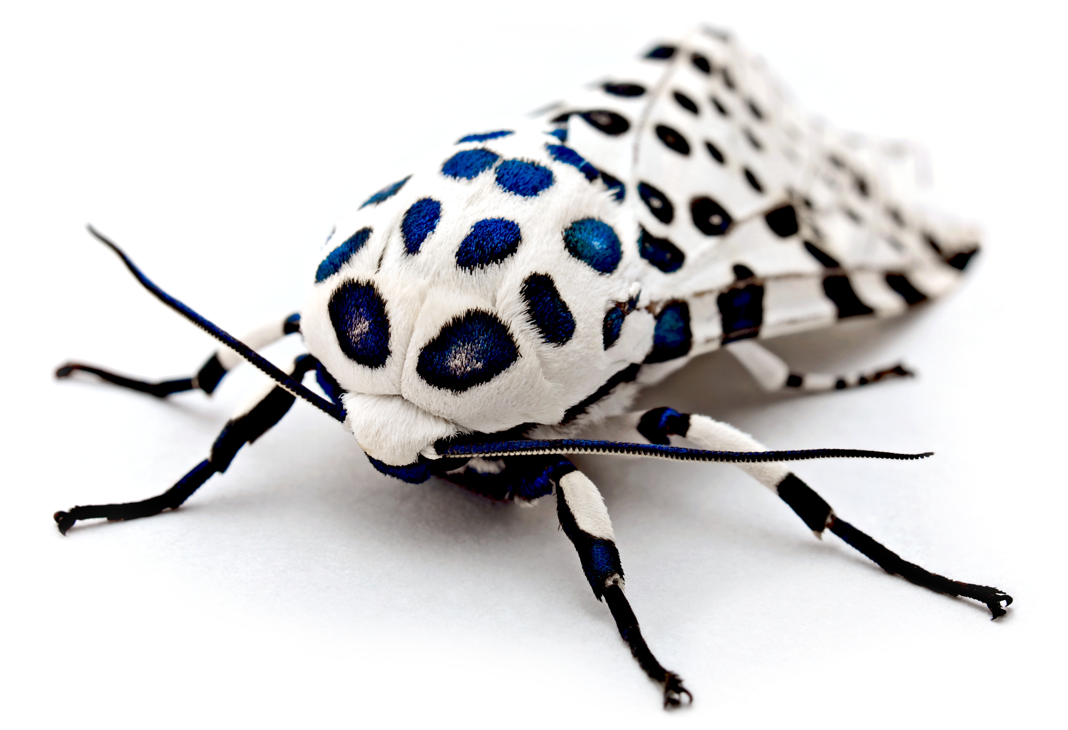Amazing Insect Wallpaper - HD Wallpaper 