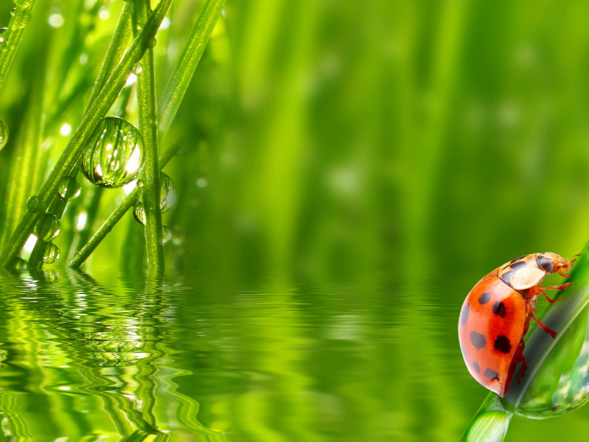 Water Drop In Grass - HD Wallpaper 
