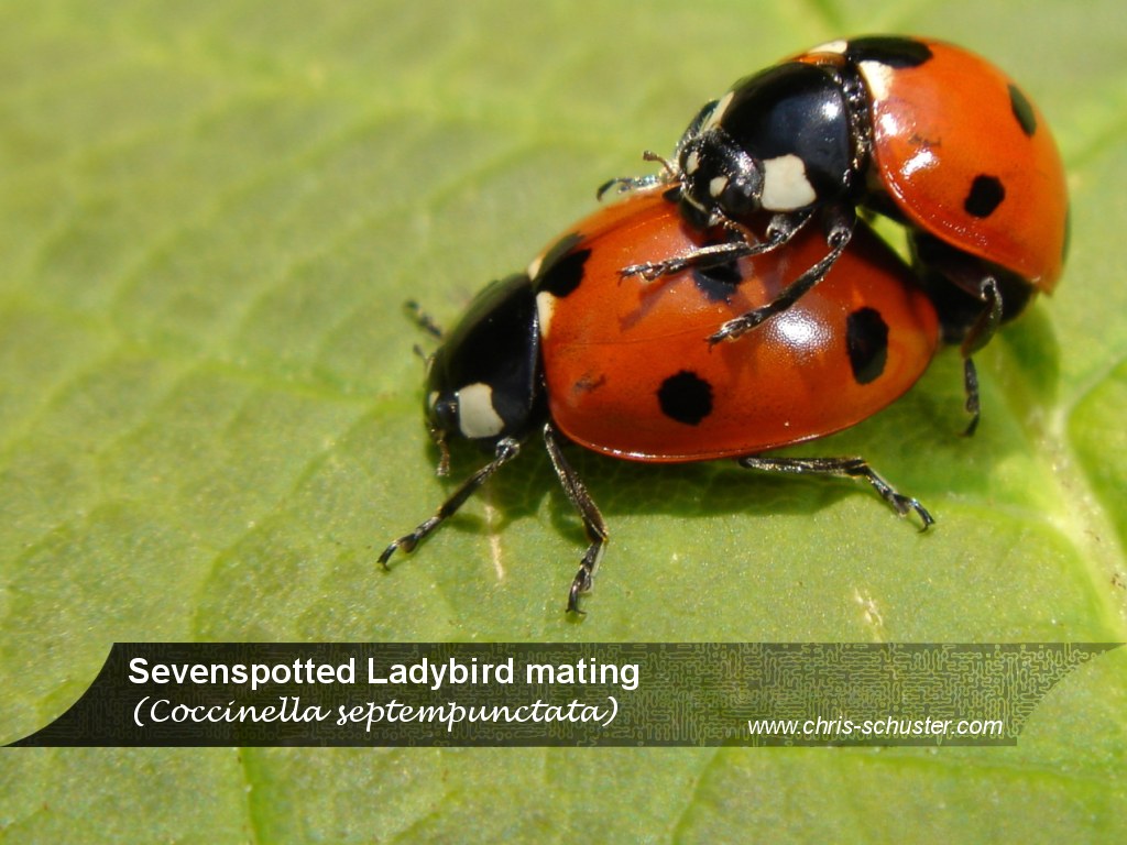 Joaninhas Raras - HD Wallpaper 