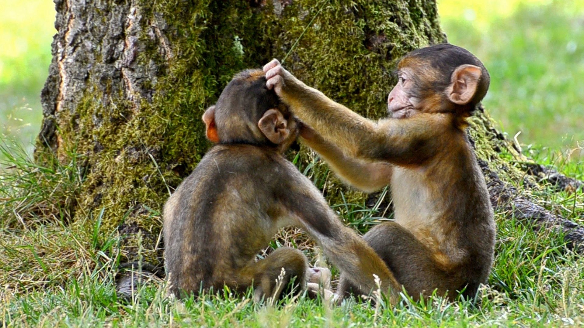 Ero Monkey