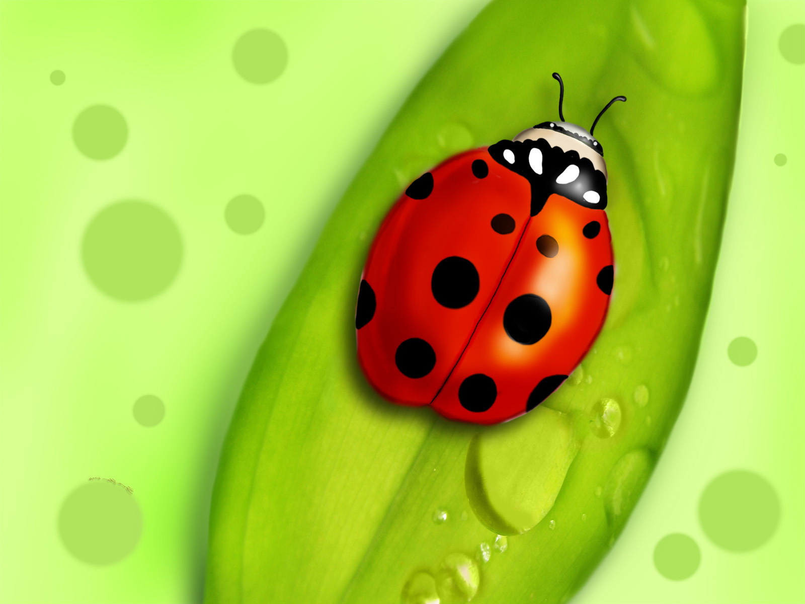 Lady Bug Wallpaper - Ladybug On Leaf Cartoon - HD Wallpaper 