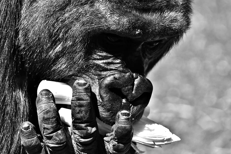Gorilla, Monkey, Funny, Animal, Zoo, Furry, Omnivore, - Hellabrunn Zoo - HD Wallpaper 