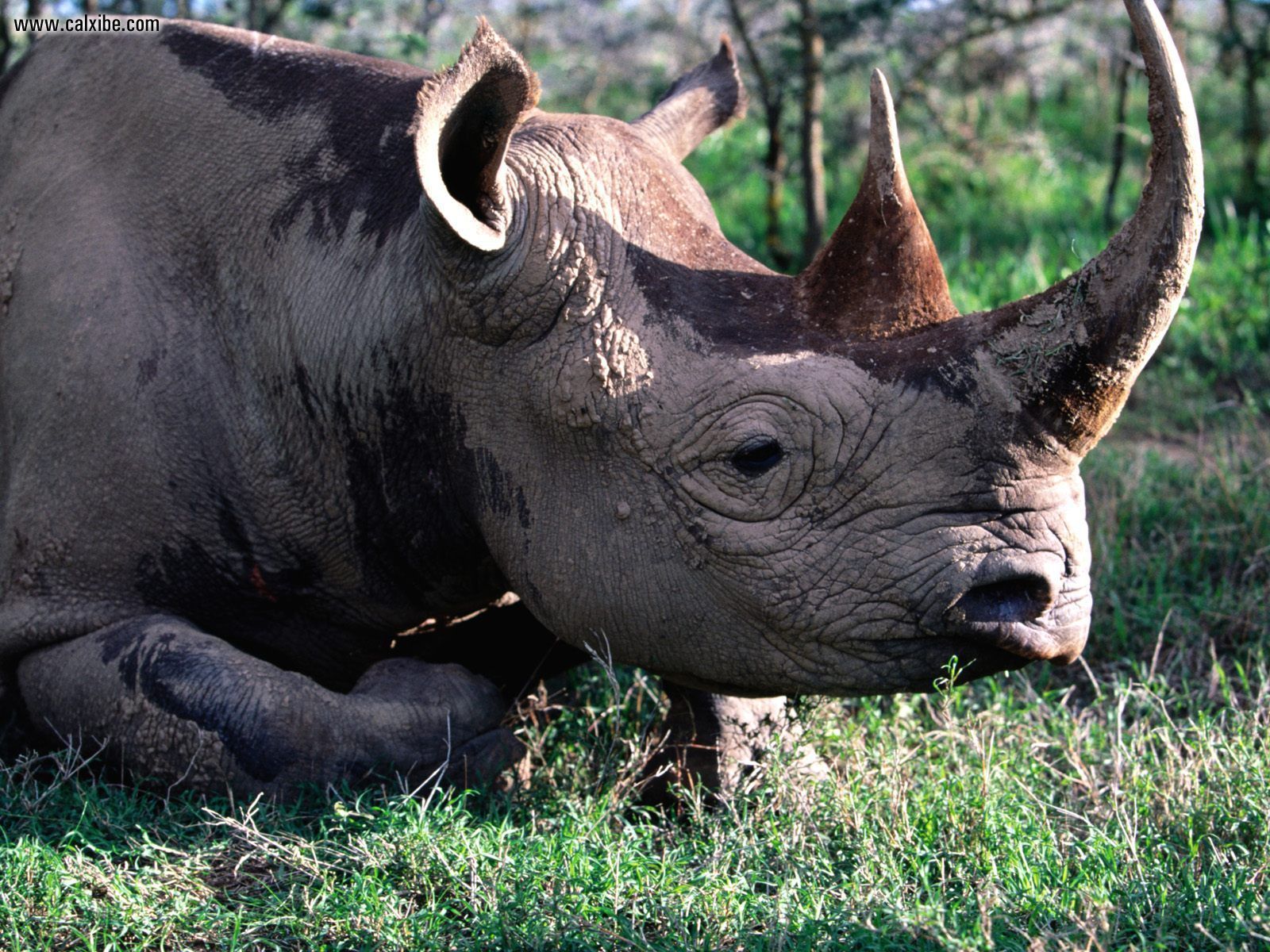 Black Rhino Hd - HD Wallpaper 