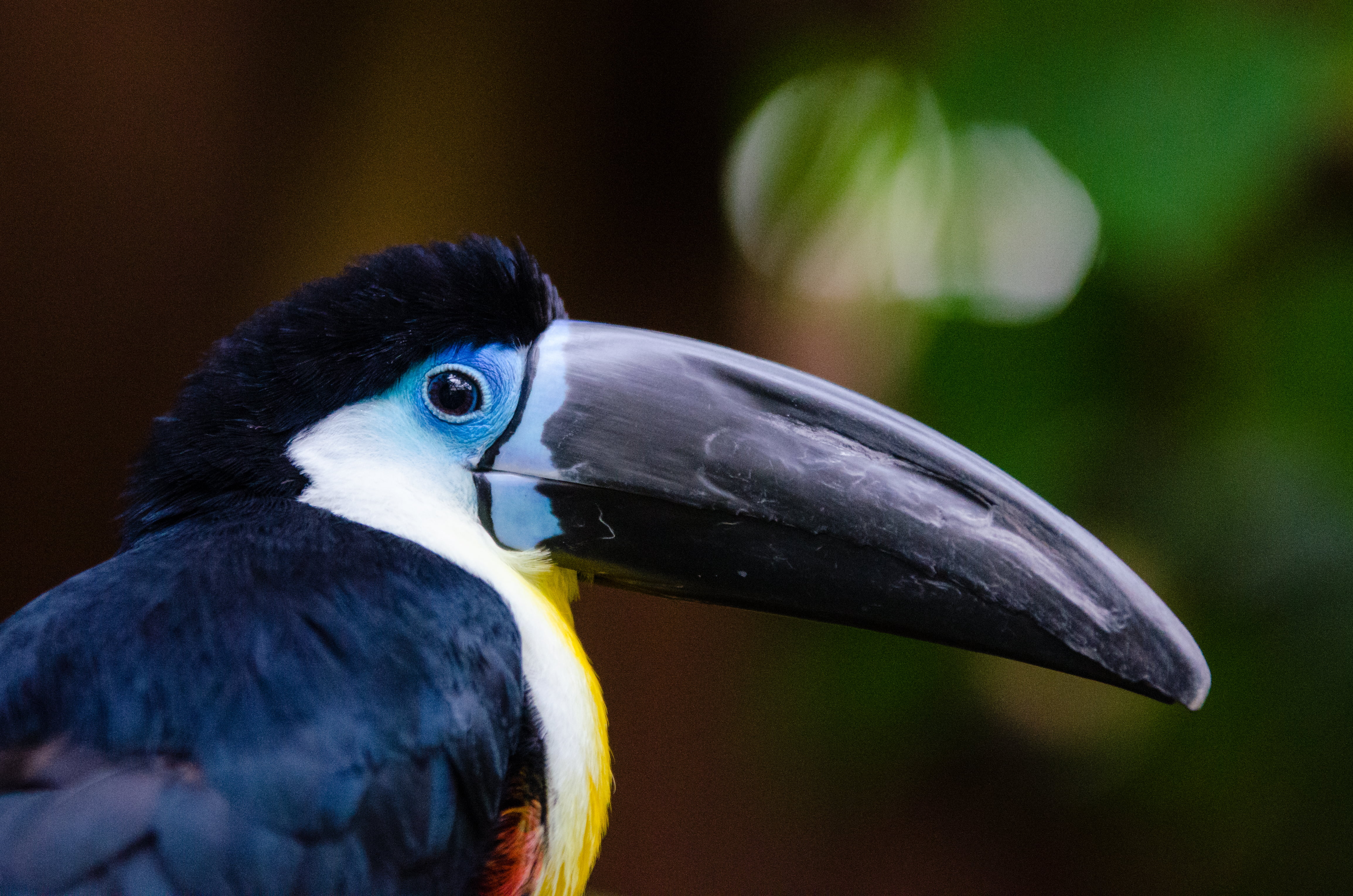 Channel Billed Toucan Eye - HD Wallpaper 