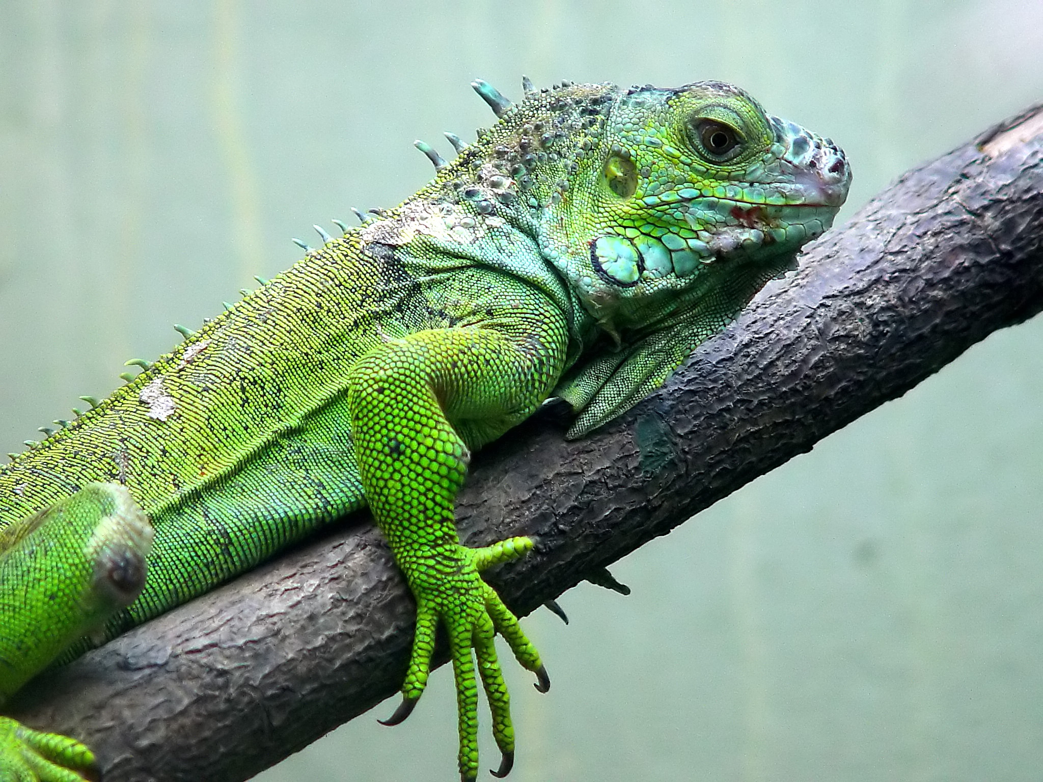 Iguana High Quality Wallpapers - Iguanas Animals - HD Wallpaper 