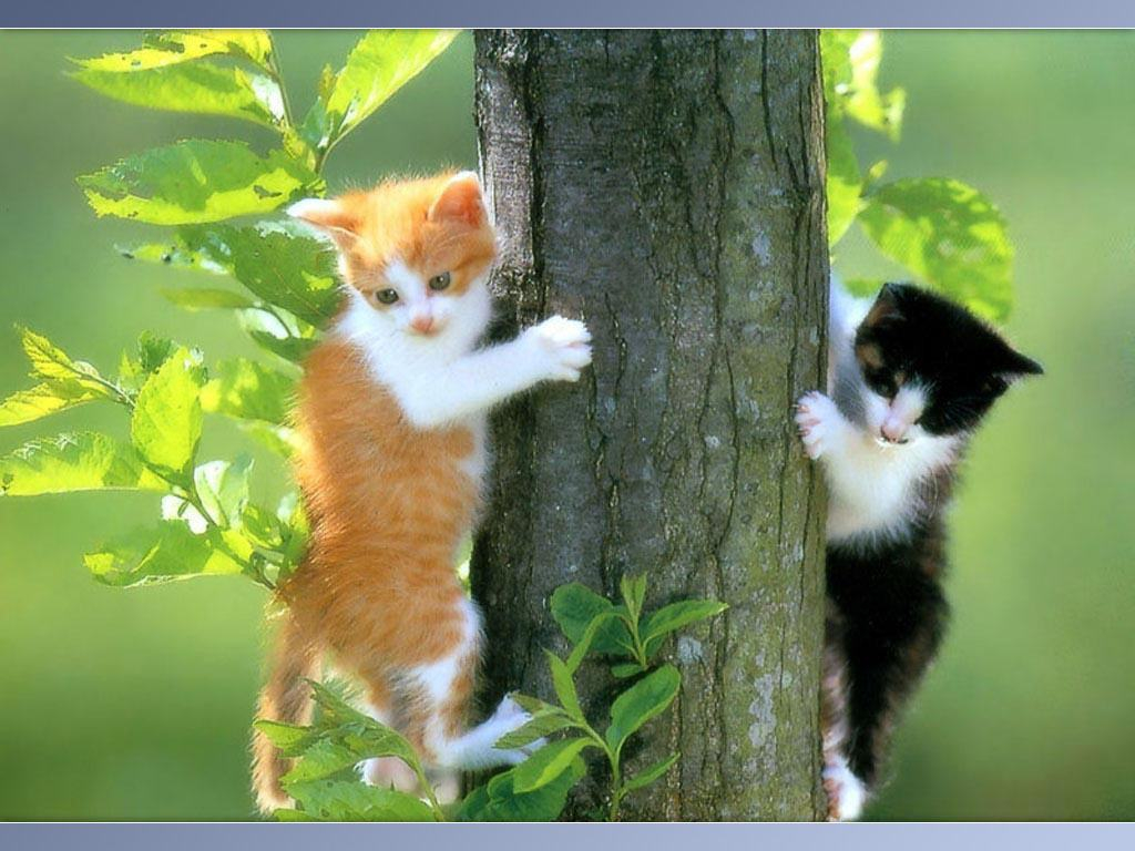 Videos Stuff Games Animations Cool Pics Weird Vids - Cute Cat Pusy Cat - HD Wallpaper 