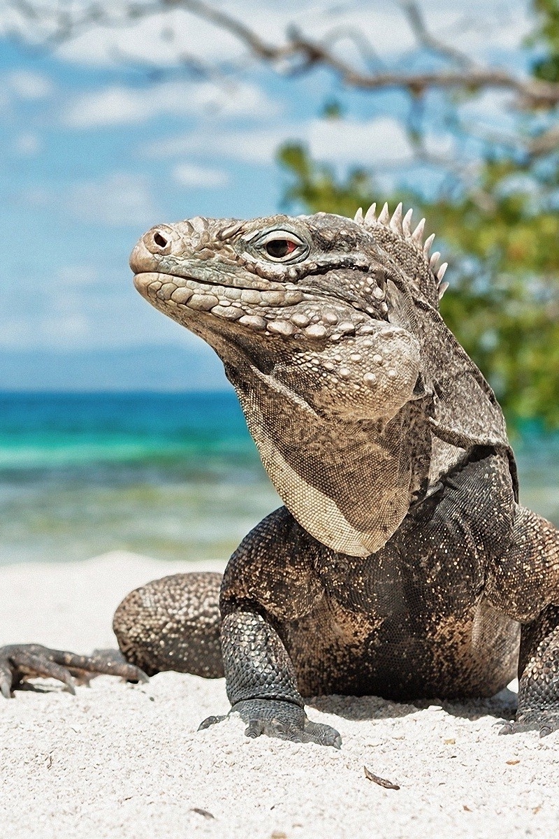 Wallpaper Iguana, Reptile, Reptiles - Aruba Iguanas - HD Wallpaper 