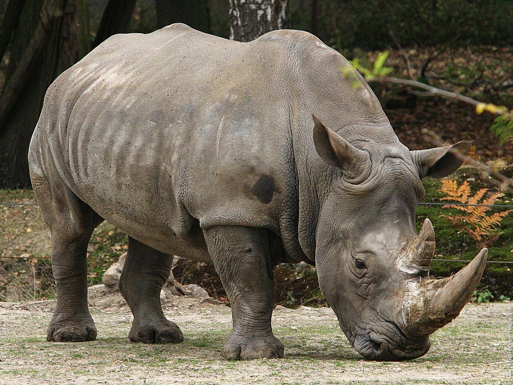Rhino Wallpaper - Badak Bercula Dua - HD Wallpaper 