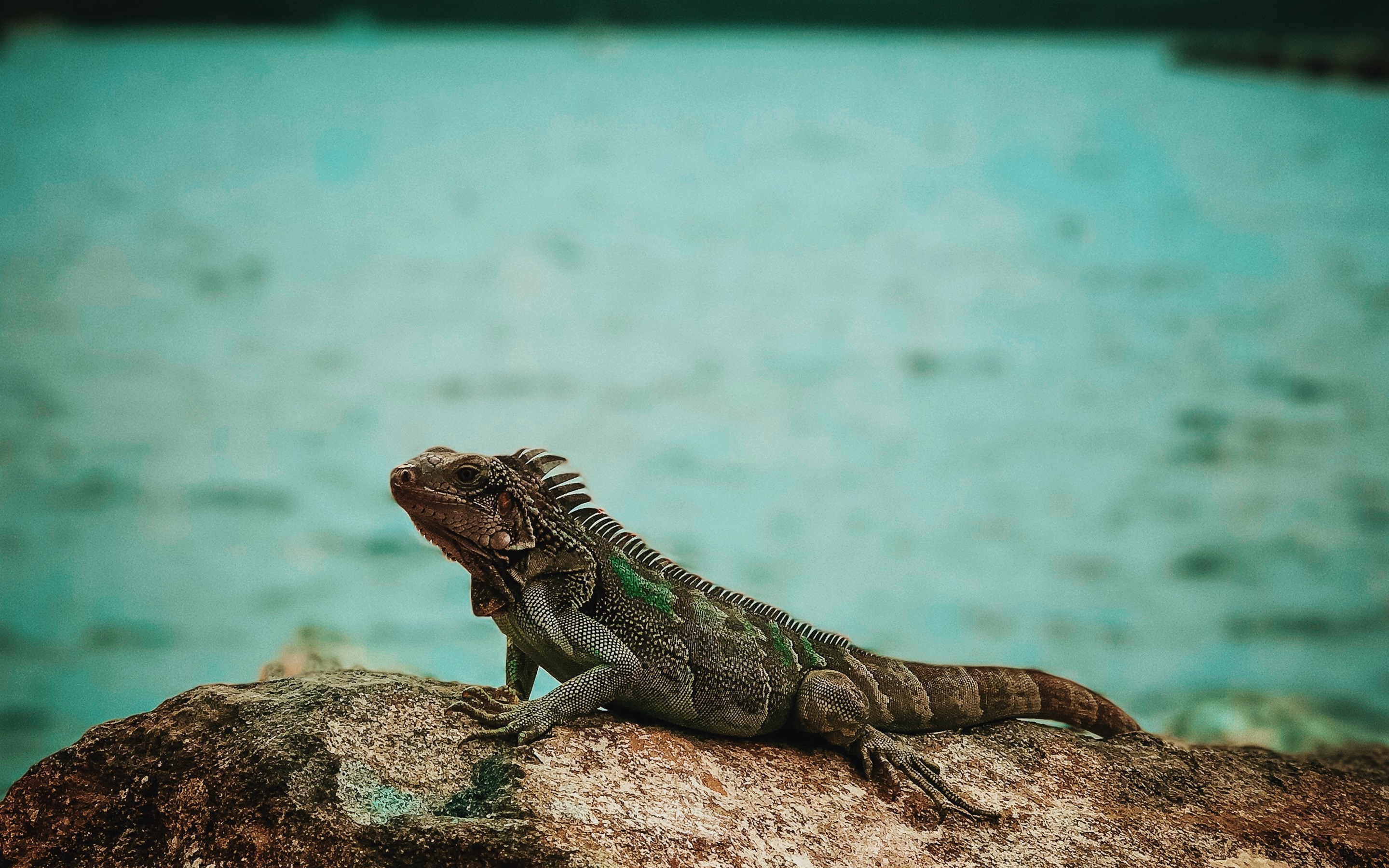 Wallpaper Iguana, Stone, Sea - Green Iguana Iguana Wallpaper Iphone - HD Wallpaper 